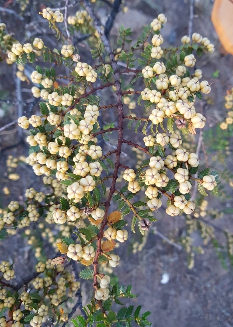 Larrea nitida photo 7