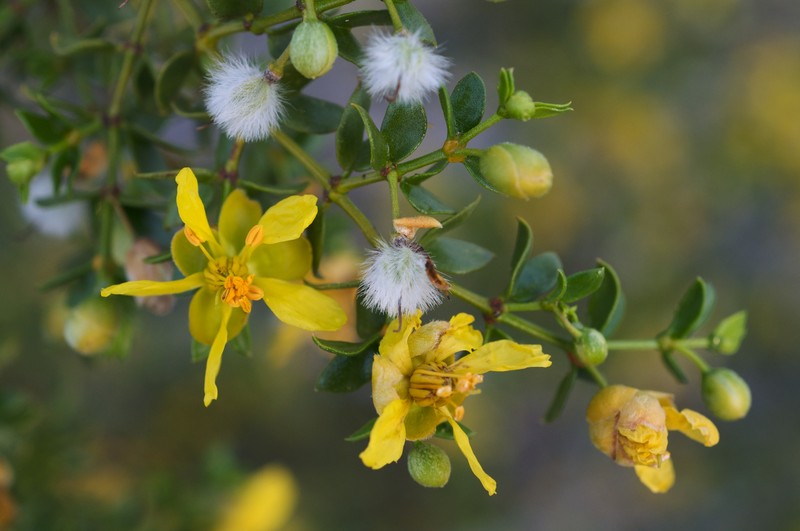 Creosote Bush