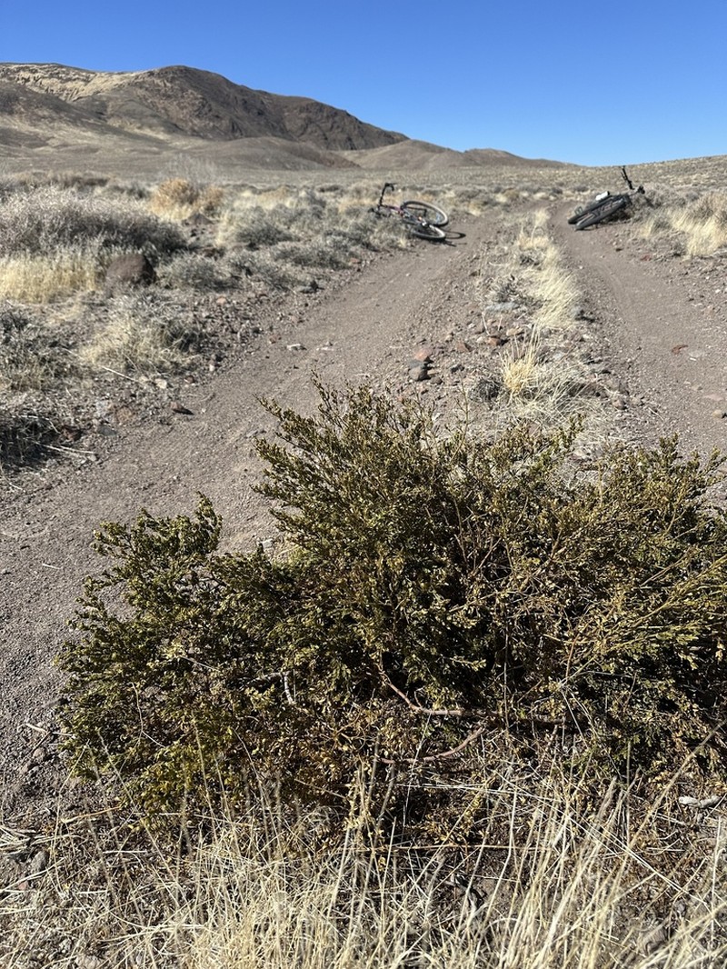 Creosote Bush