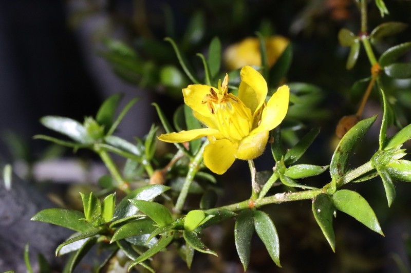 Creosote Bush photo 2