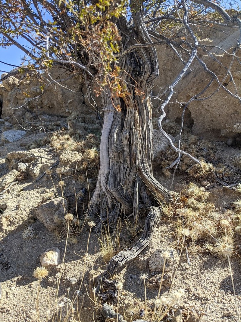 Creosote Bush photo 3
