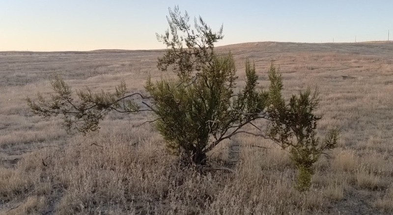 Creosote Bush photo 4