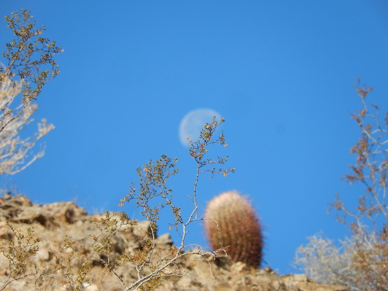 Creosote Bush photo 5