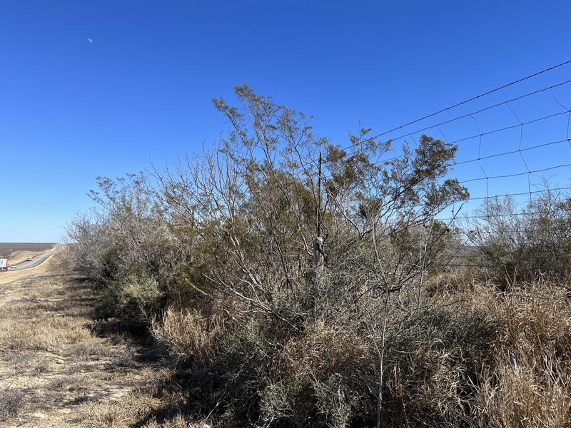 Creosote Bush photo 6