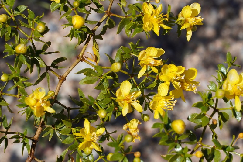 Creosote Bush photo 7