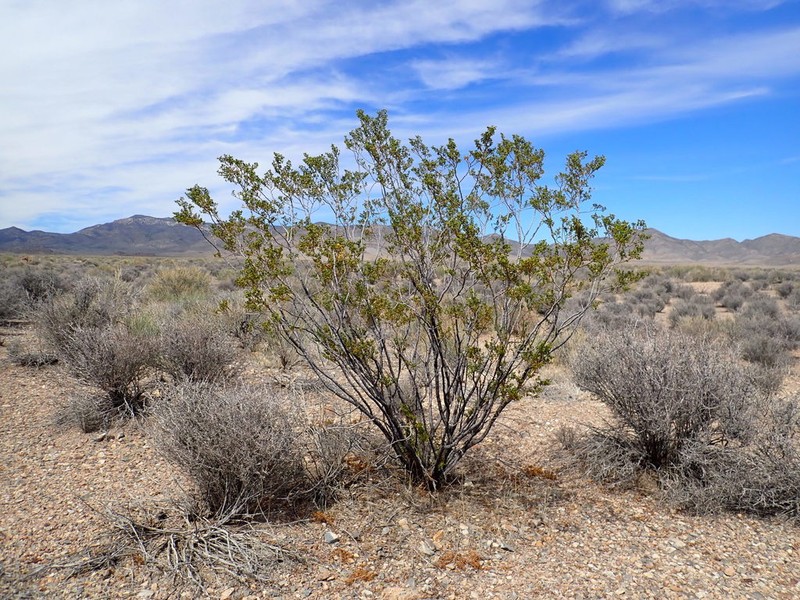Creosote Bush photo 8