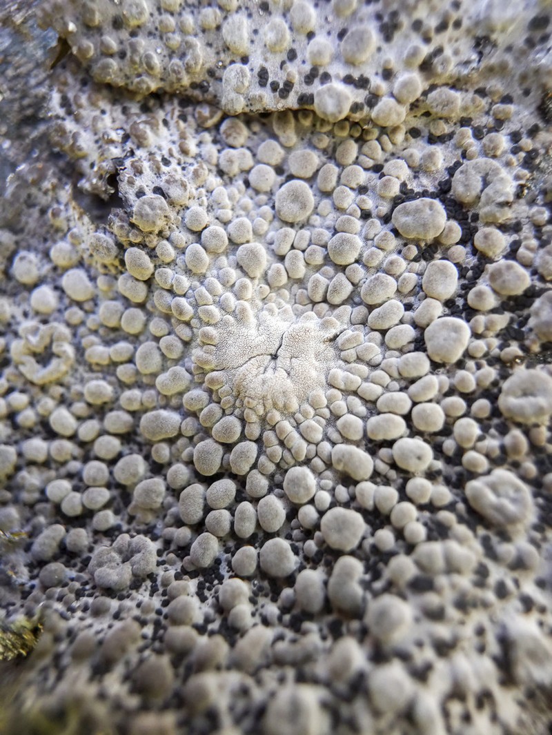 Blistered Naval Lichen