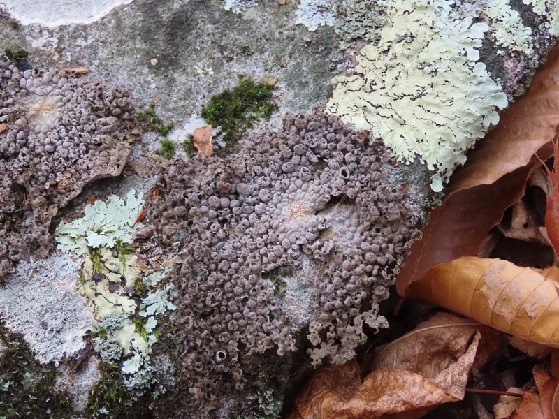 Blistered Naval Lichen photo 2