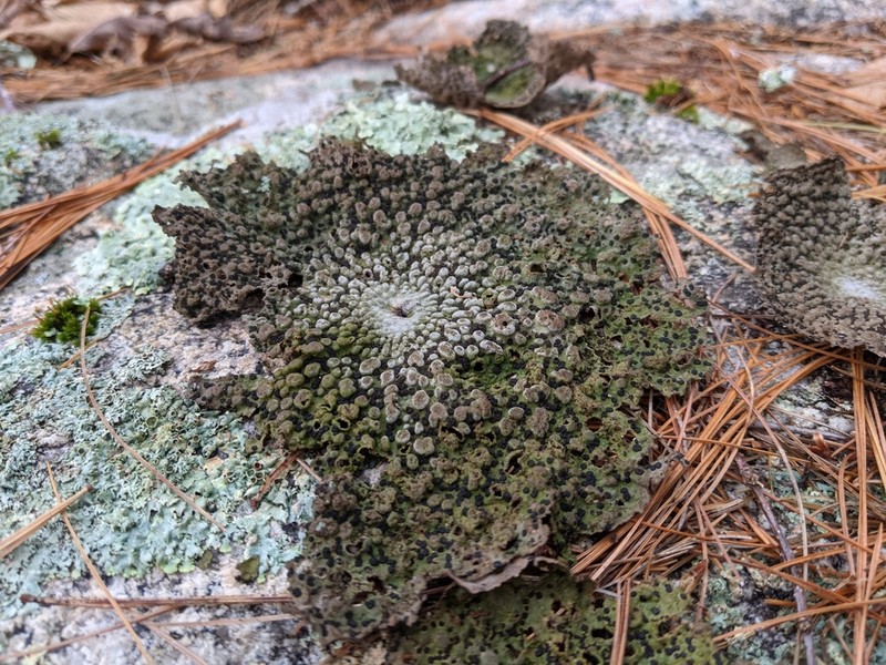 Blistered Naval Lichen photo 3