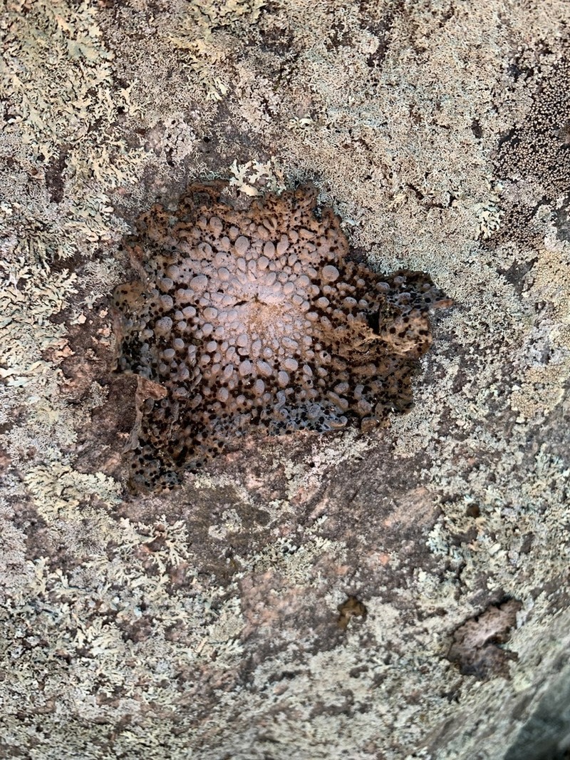 Blistered Naval Lichen photo 4