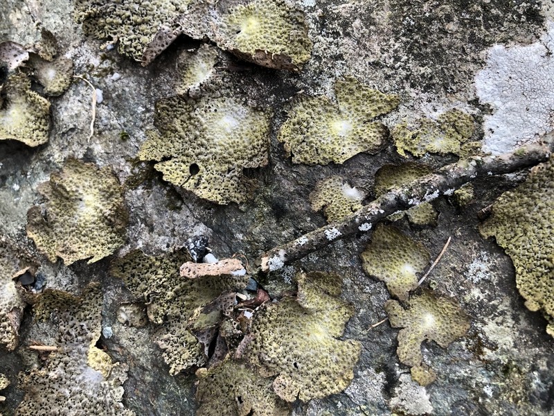 Blistered Naval Lichen photo 5
