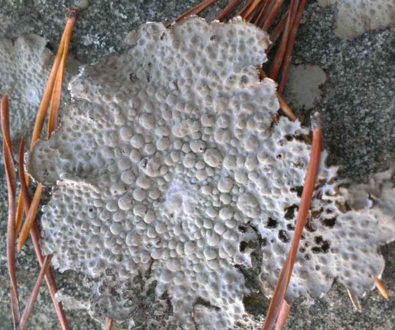 Blistered Naval Lichen photo 6
