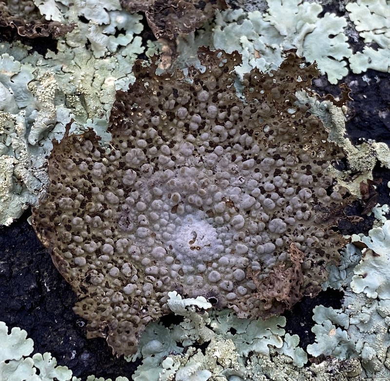Blistered Naval Lichen photo 7