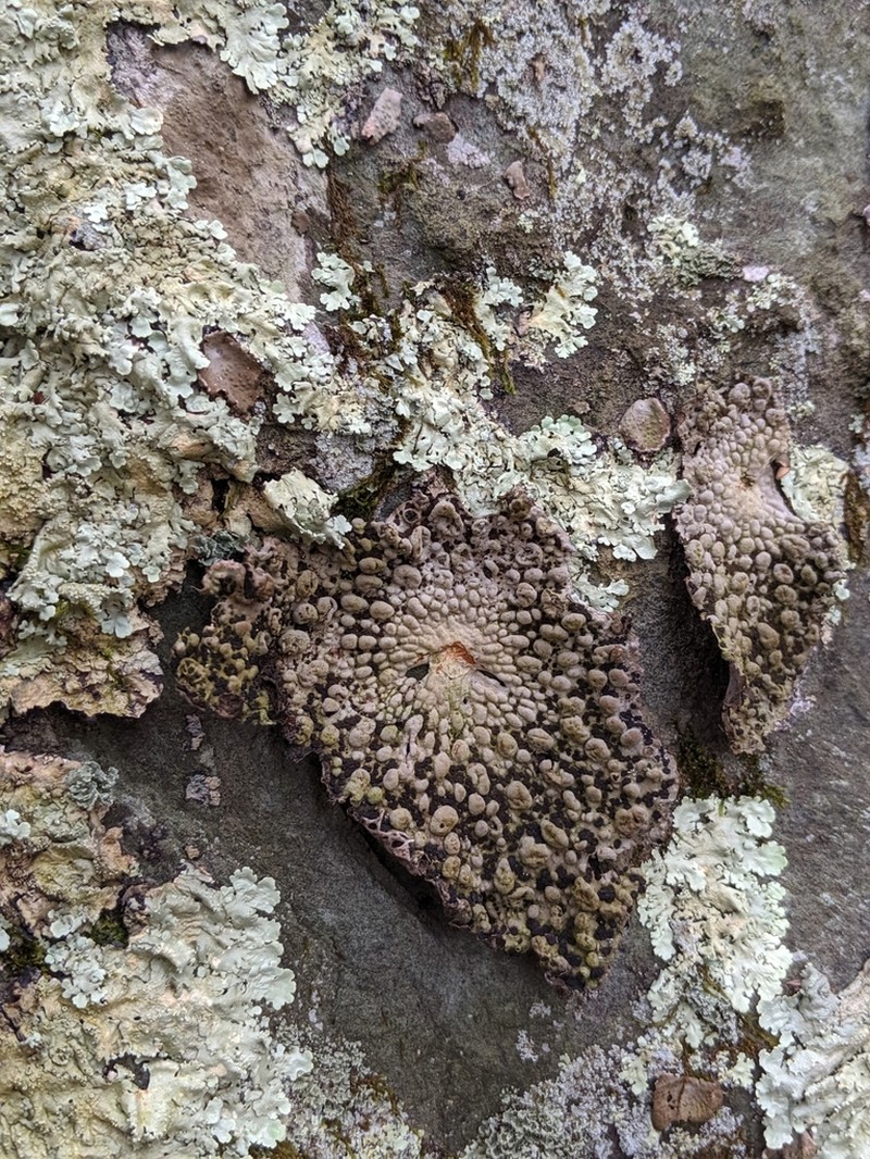 Blistered Naval Lichen photo 8