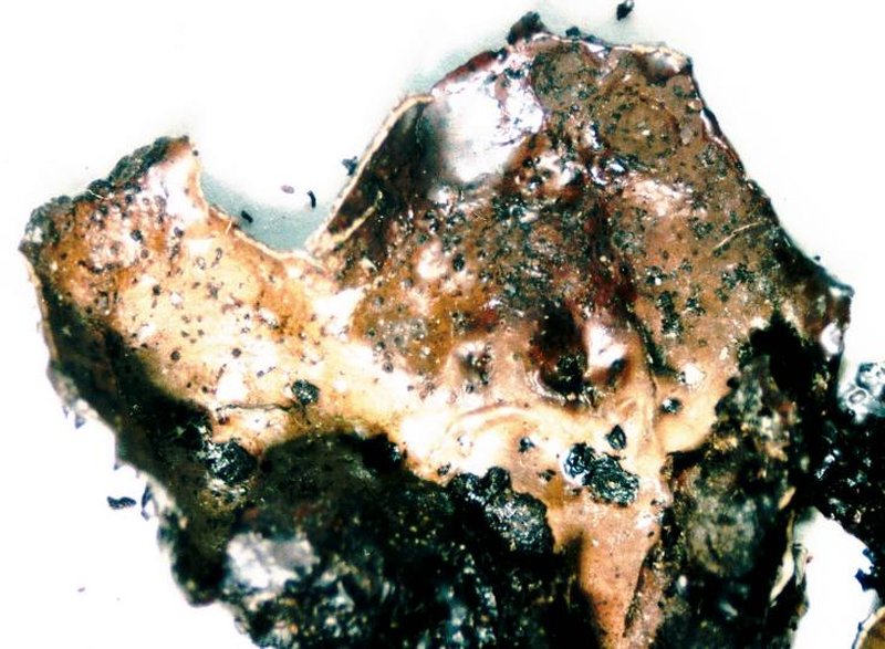 Pensylvania Blistered Naval Lichen