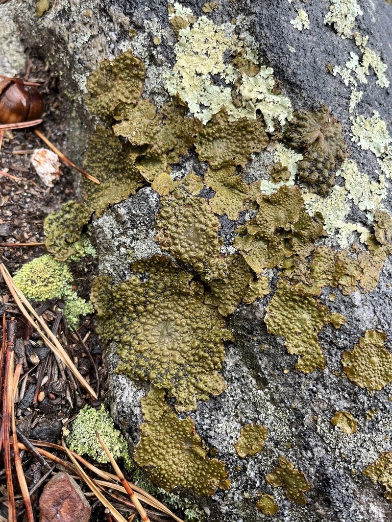 Pensylvania Blistered Naval Lichen