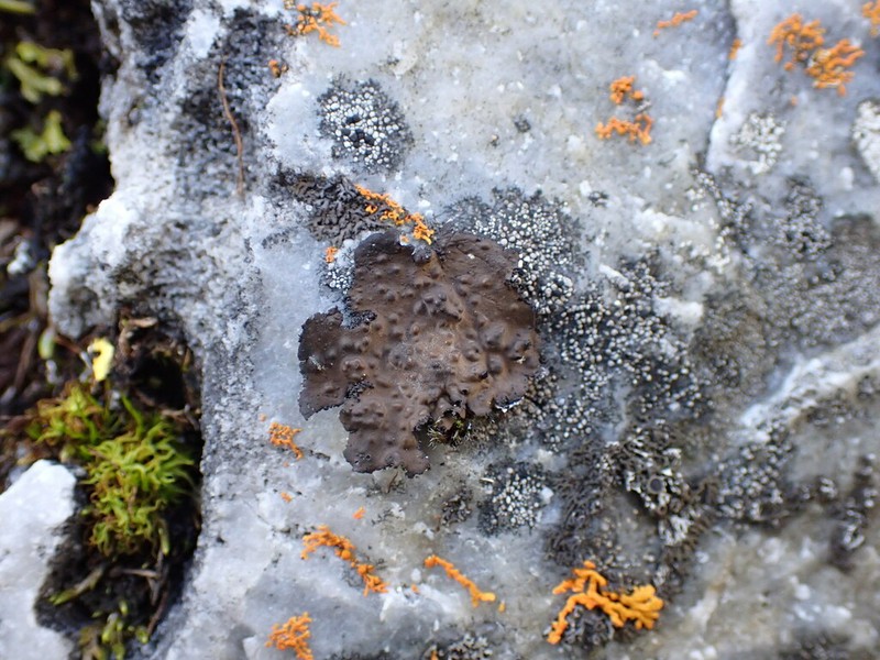 Pensylvania Blistered Naval Lichen photo 2