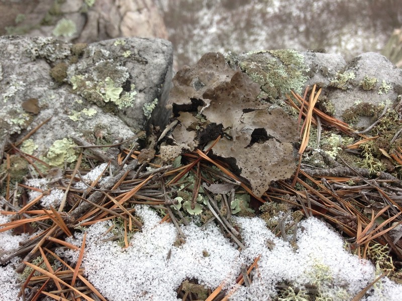 Pensylvania Blistered Naval Lichen photo 3