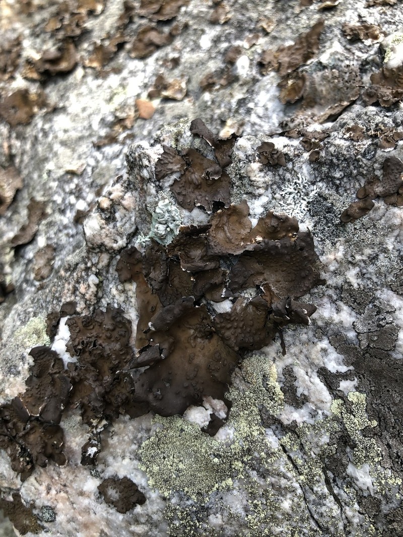 Pensylvania Blistered Naval Lichen photo 4