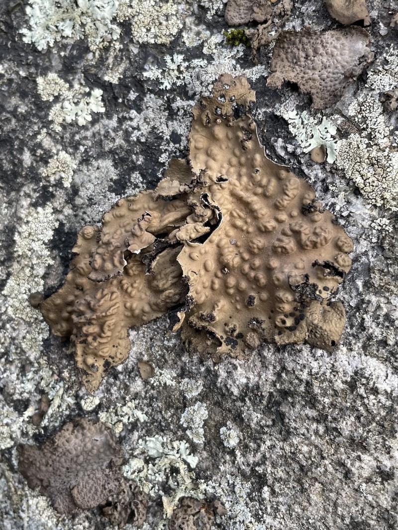 Pensylvania Blistered Naval Lichen photo 5