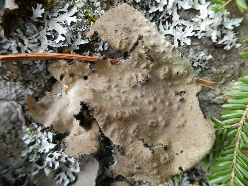 Pensylvania Blistered Naval Lichen photo 6
