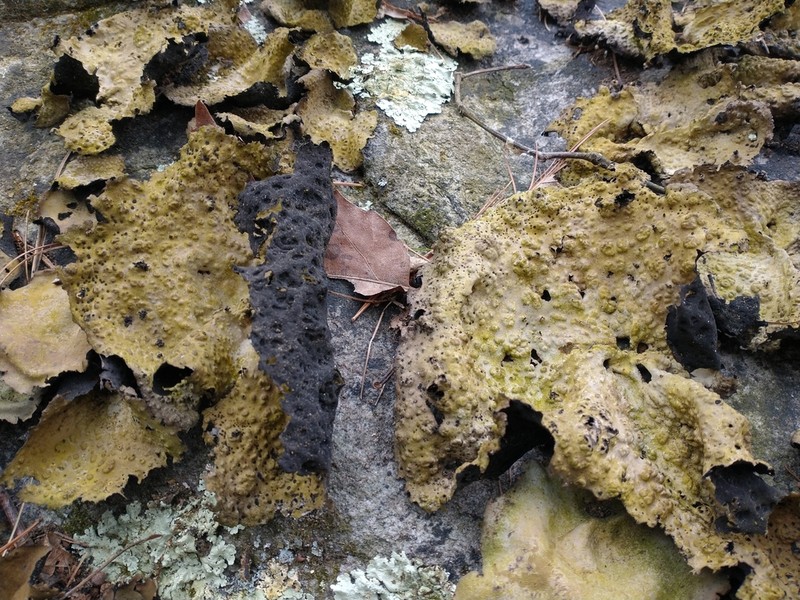 Pensylvania Blistered Naval Lichen photo 7
