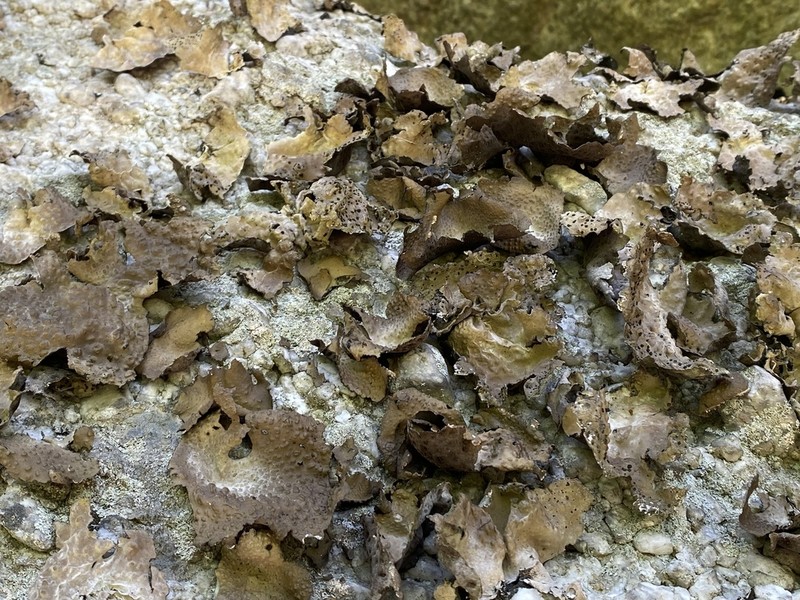 Pensylvania Blistered Naval Lichen photo 8