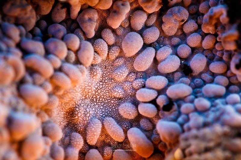 Blistered Navel Lichen