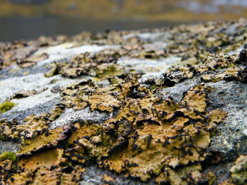 Blistered Navel Lichen photo 2