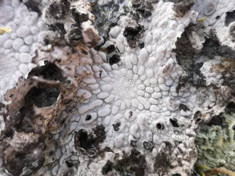 Blistered Navel Lichen photo 3