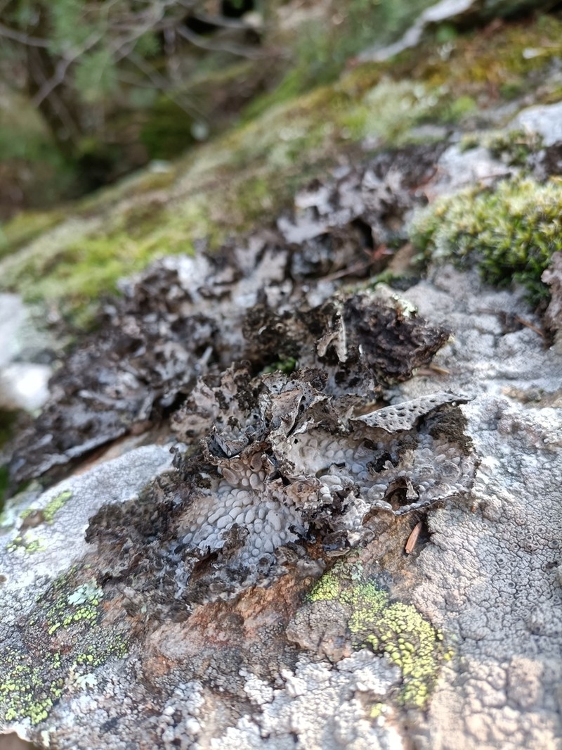 Blistered Navel Lichen photo 4
