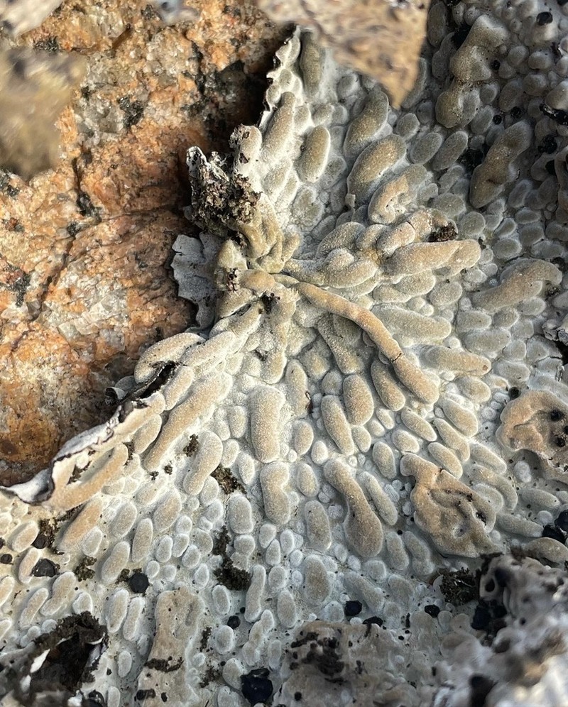 Blistered Navel Lichen photo 5