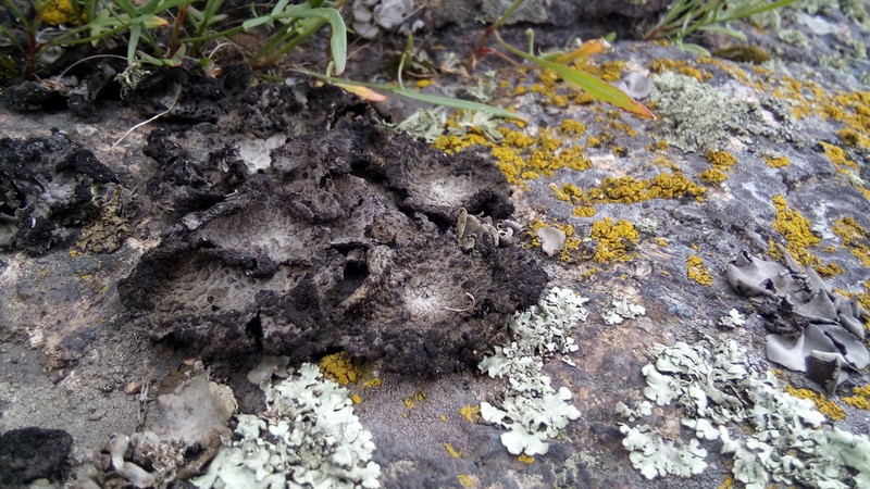 Blistered Navel Lichen photo 6