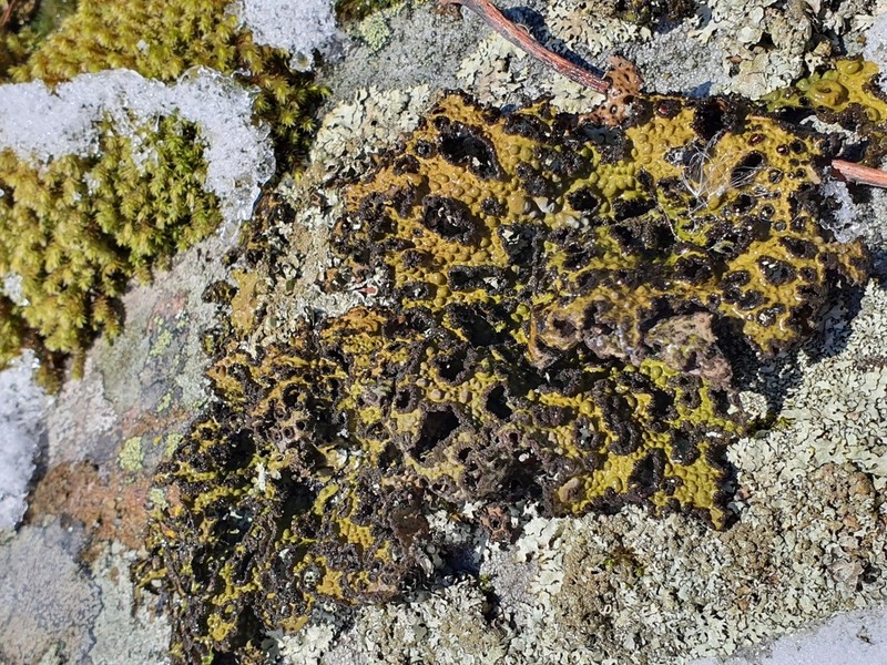 Blistered Navel Lichen photo 7