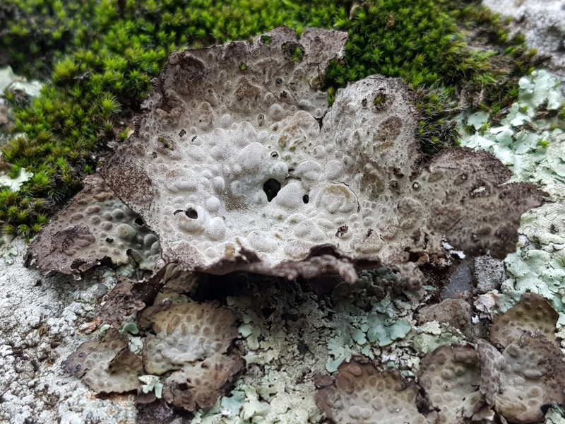 Blistered Navel Lichen photo 8