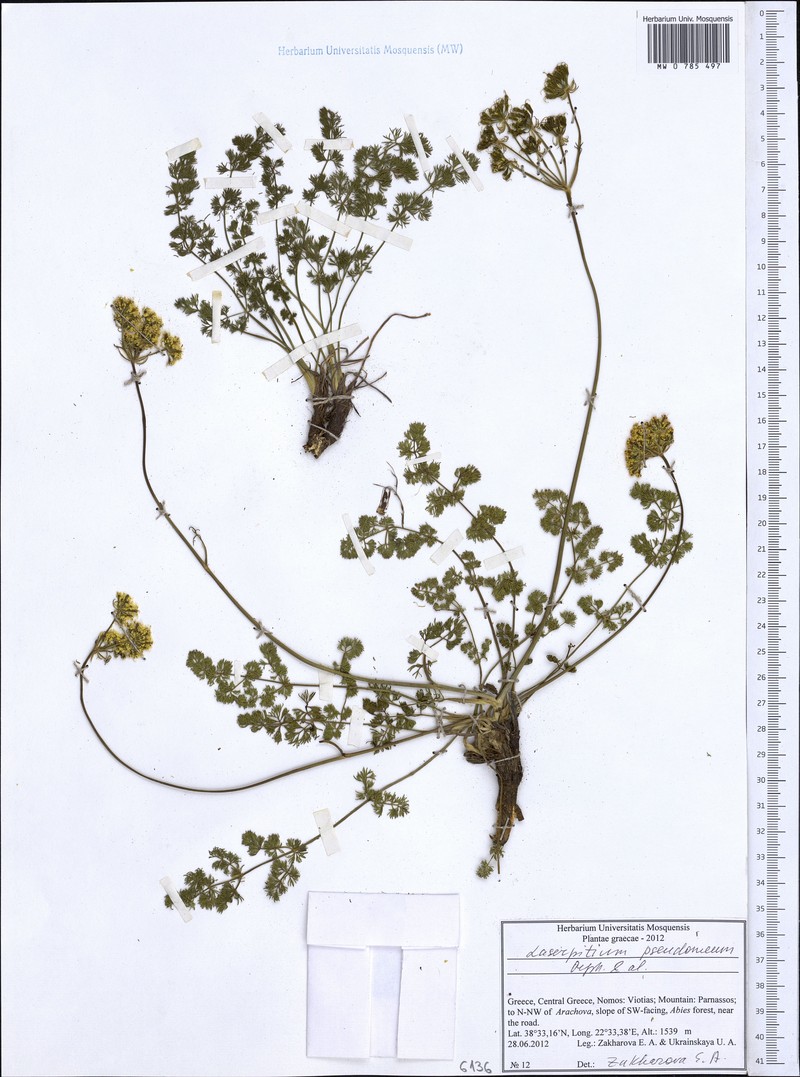 Laserocarpum pseudomeum photo 2