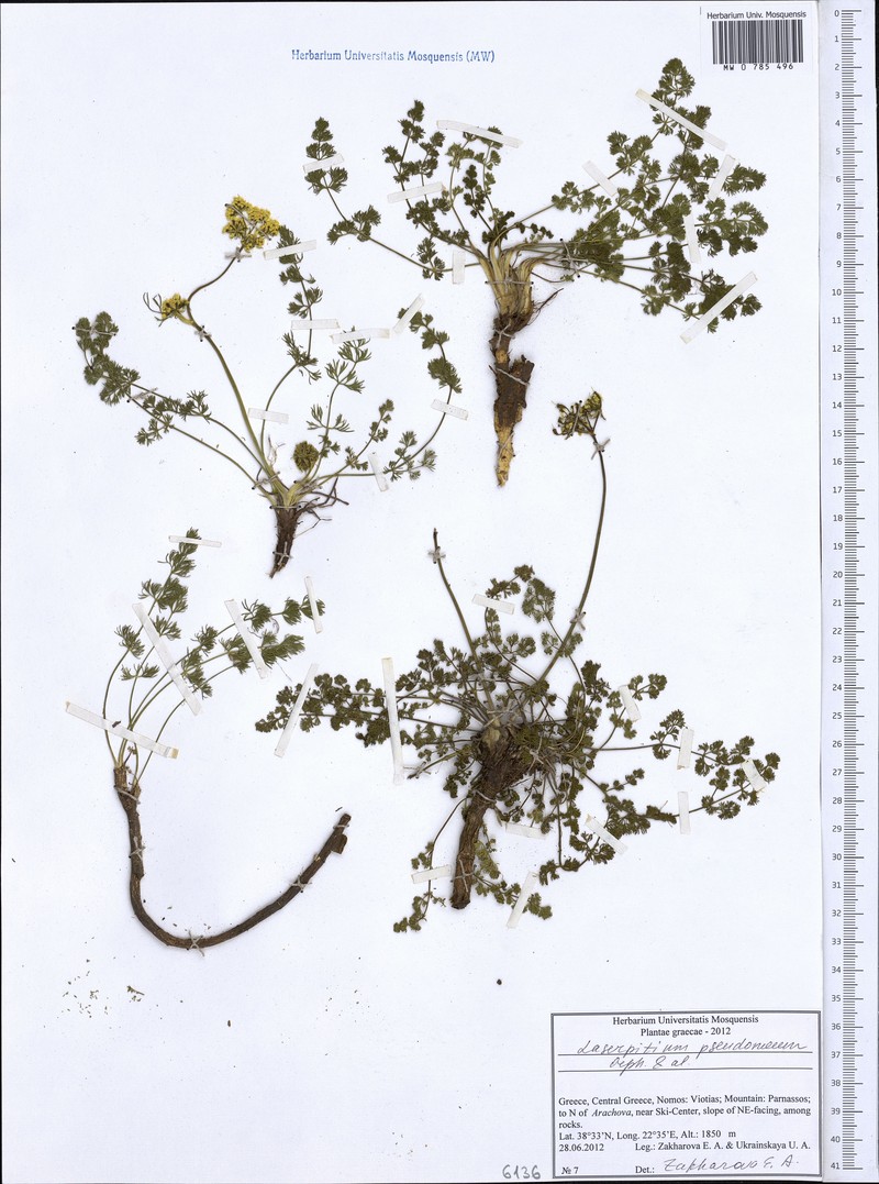 Laserocarpum pseudomeum photo 3