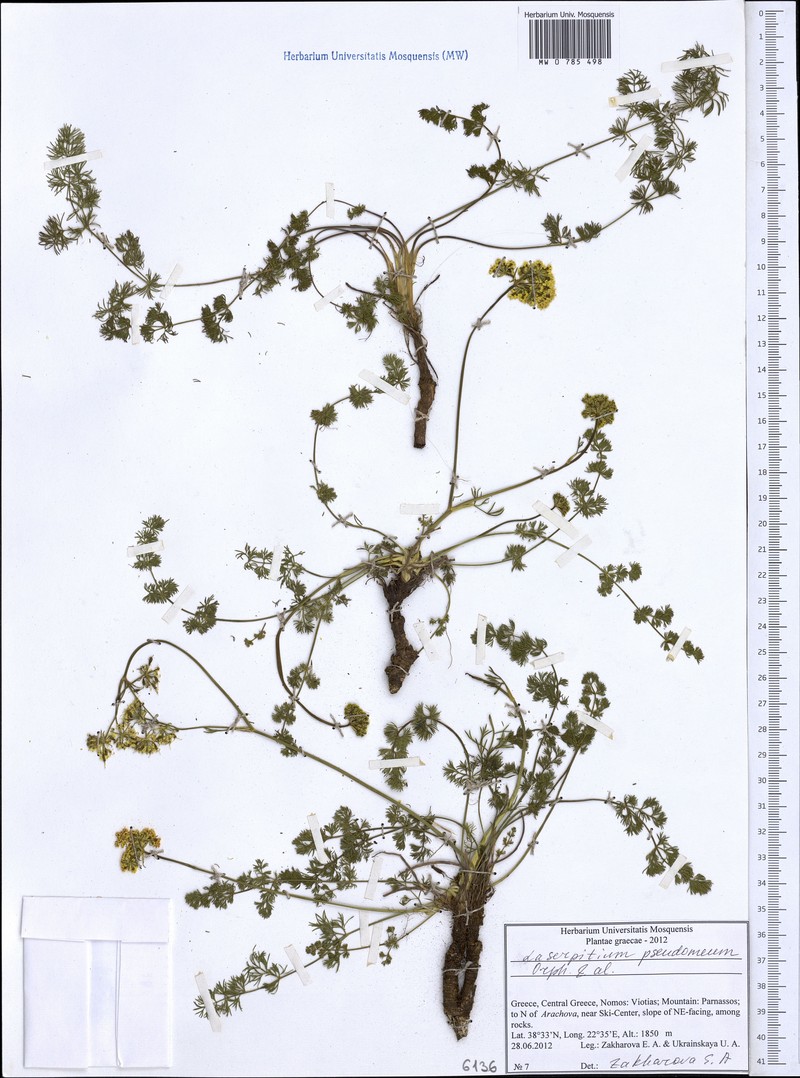 Laserocarpum pseudomeum photo 4