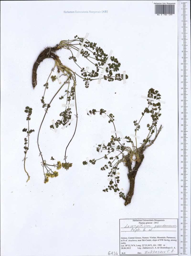 Laserocarpum pseudomeum photo 5