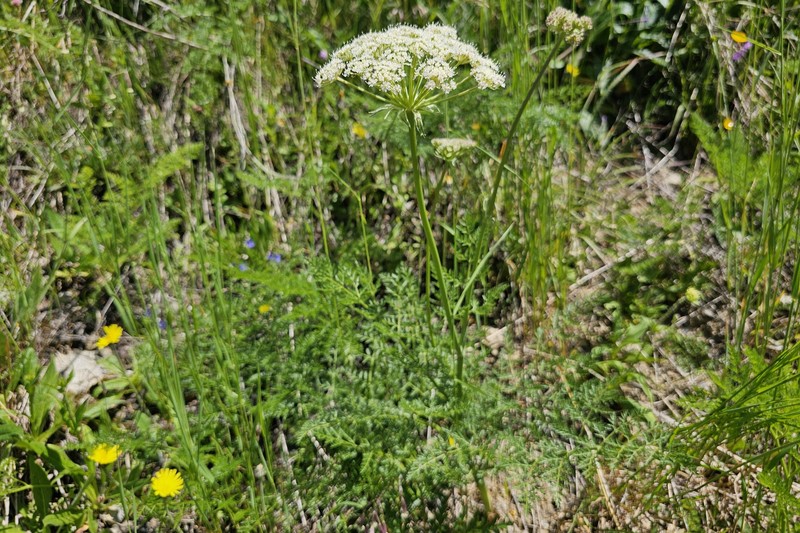 Laserpitium halleri subsp. halleri