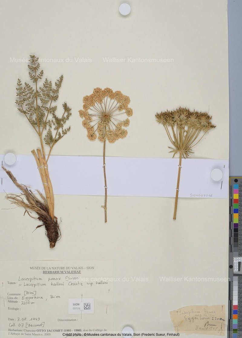 Laserpitium halleri subsp. halleri photo 2