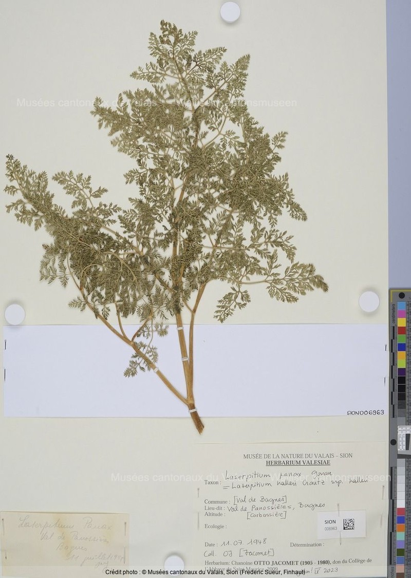 Laserpitium halleri subsp. halleri photo 3