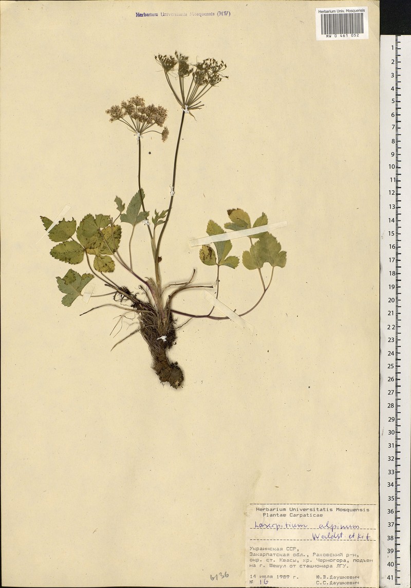 Laserpitium krapfii subsp. krapfii