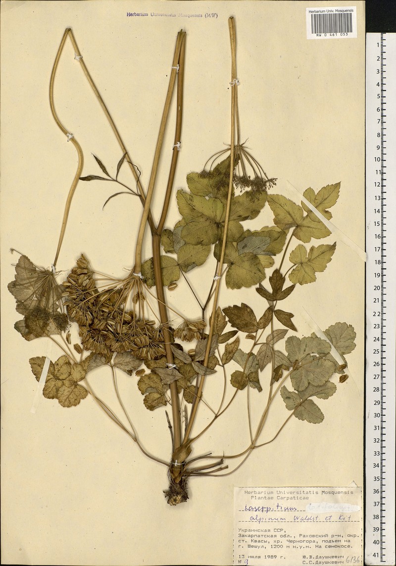 Laserpitium krapfii subsp. krapfii photo 2
