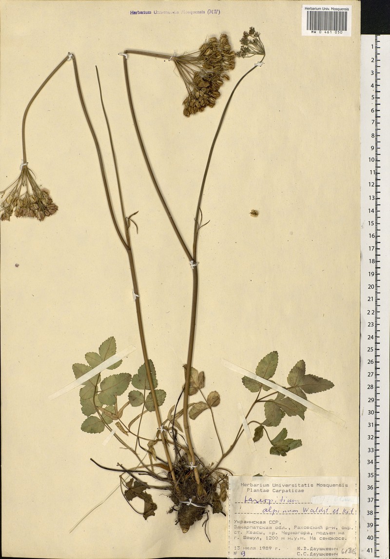 Laserpitium krapfii subsp. krapfii photo 3