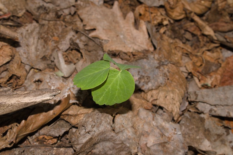 Laserpitium latifolium subsp. latifolium