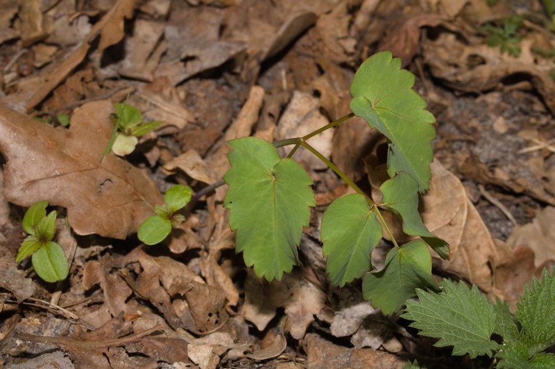 Laserpitium latifolium subsp. latifolium photo 2