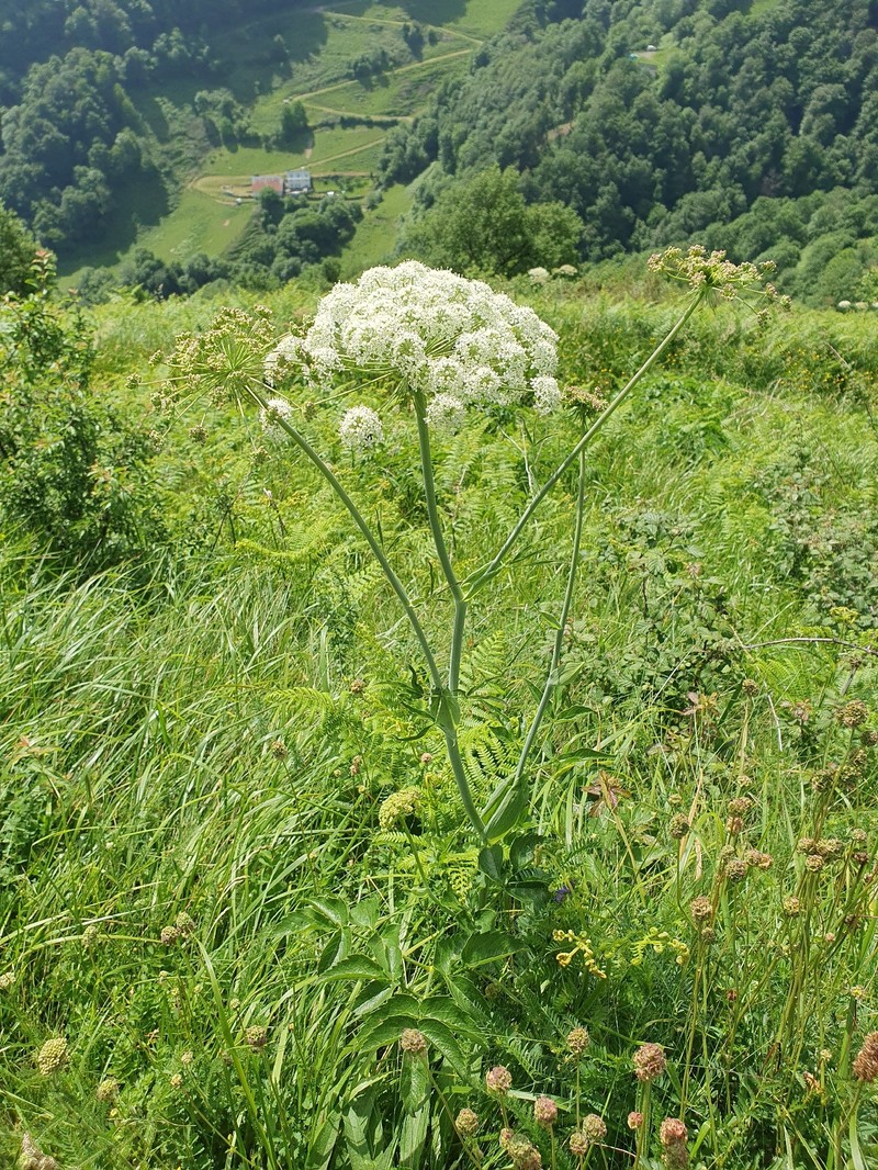 Laserpitium latifolium subsp. latifolium photo 3