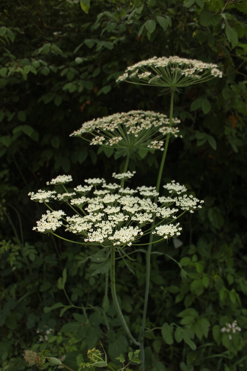 Laserpitium latifolium subsp. latifolium photo 4
