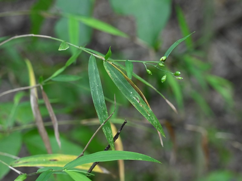 Smallcane photo 4